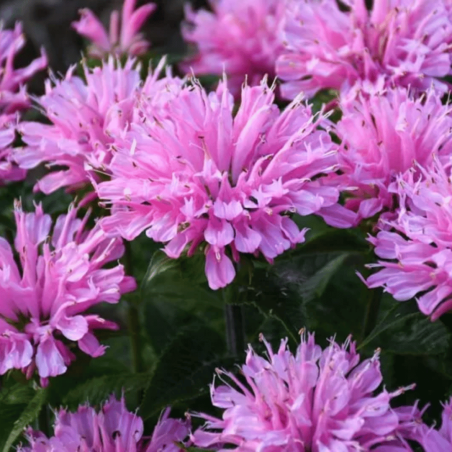 Monarda "Pink Frosting" /Monarda/ - C1 kont.