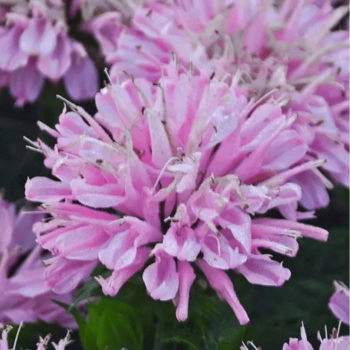 Monarda "Pink Frosting" /Monarda/ - C1 kont.