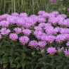 Monarda "Pink Frosting" /Monarda/ - C1 kont.