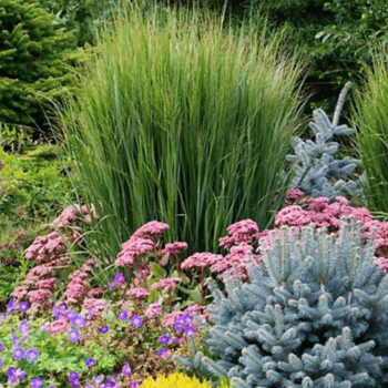 Sorgas, šluotinis...