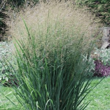 Sāre, īstā "Northwind" /panicum virgatum/ - P9 kont.