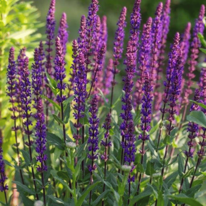 Šalavija, pievinė ,Caradonna' /Salvia nemorosa/ - P9 kont.