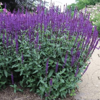 Salvija, birztalas ,Caradonna' /Salvia nemorosa/ - P9 kont.