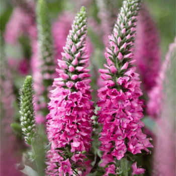 Veronika, varpinė...