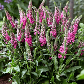 Veronika, varpinė "Bubblegum Candles" /veronika spicata/ - C1.5 kont.