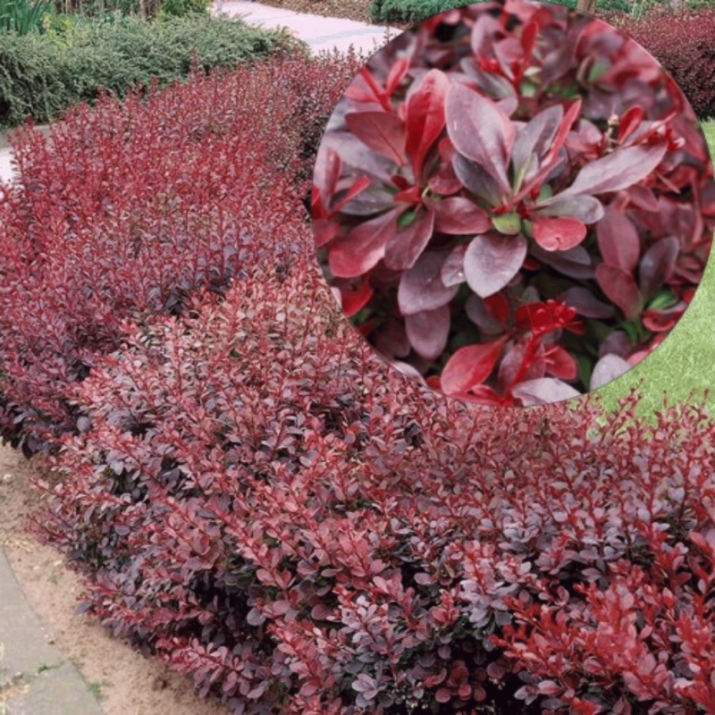 Bārbele, Tunberga "Red Chief" /berberis thunbergii/ - C2 Kont.