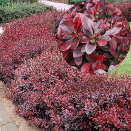 Bārbele, Tunberga "Red Chief" /berberis thunbergii/ - C2 Kont.