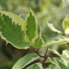 Grimonis, baltais ,,Cream Cracker,, /Cornus alba/ - C5 kont. - spēcīgs stāds