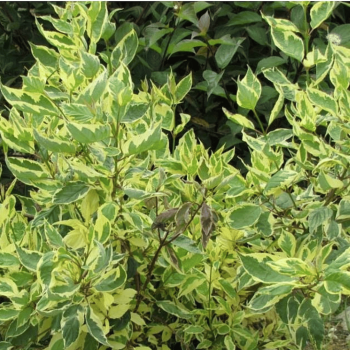 Grimonis, baltais ,,Cream Cracker,, /Cornus alba/ - C5 kont. - spēcīgs stāds