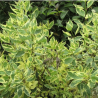 Grimonis, baltais ,,Cream Cracker,, /Cornus alba/ - C5 kont. - spēcīgs stāds