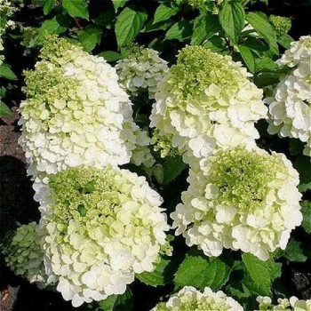 Hortenzija, skarainā ,,Magical Mont Blanc,, /Hydrangea paniculata/ - C2,5 kont.