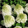 Hortenzija, skarainā ,,Magical Mont Blanc,, /Hydrangea paniculata/ - C2,5 kont.