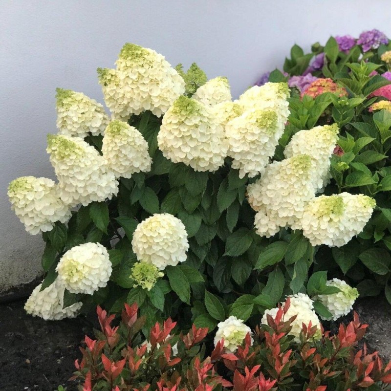 Hortenzija, skarainā ,,Magical Mont Blanc,, /Hydrangea paniculata/ - C2,5 kont.