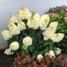 Hortenzija, skarainā ,,Magical Mont Blanc,, /Hydrangea paniculata/ - C2,5 kont.