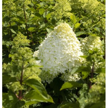 Skarainā hortenzija ,,Hercules,, /Hydrangea paniculata/  - P9 kont.