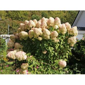Hortenzija, skarainā ,,Hercules,, /Hydrangea paniculata/  - P9 kont.