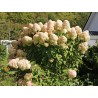 Hortenzija, šluotelinė ,,Hercules,, /Hydrangea paniculata/  - P9 kont.