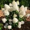 Hortenzija, skarainā ,,Hercules,, /Hydrangea paniculata/  - P9 kont.