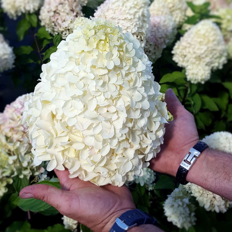 Skarainā hortenzija ,,Hercules,, /Hydrangea paniculata/  - P9 kont.