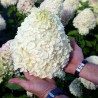 Skarainā hortenzija ,,Hercules,, /Hydrangea paniculata/  - P9 kont.