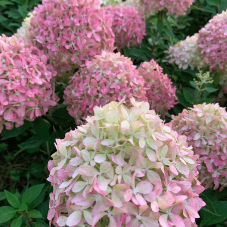 Skarainā hortenzija ,,Pixio,, /Hydrangea paniculata/ - P9 kont.