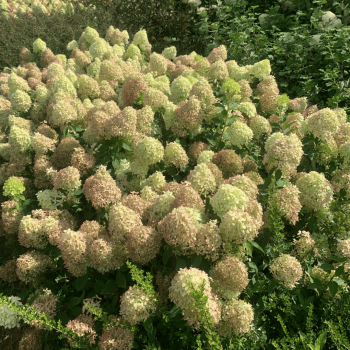 Skarainā hortenzija ,,Pixio,, /Hydrangea paniculata/ - P9 kont.