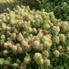Skarainā hortenzija ,,Pixio,, /Hydrangea paniculata/ - P9 kont.