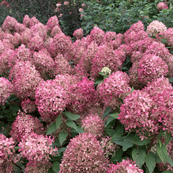 Skarainā hortenzija ,,Pixio,, /Hydrangea paniculata/ - P9 kont.