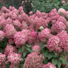 Skarainā hortenzija ,,Pixio,, /Hydrangea paniculata/ - P9 kont.