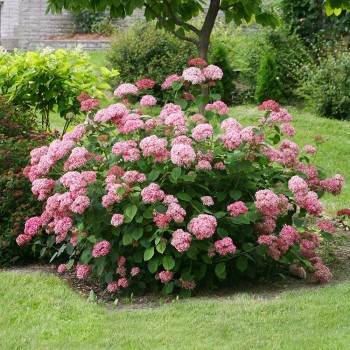 Hortenzija, kokveida ,,Pink...
