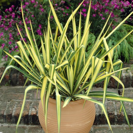 Jukė,siūlinė  "Colour Guard" /Yucca filamentosa/ - C10 kont.