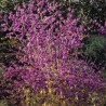 Kalikarps, bodinera "Profusion" /callicarpa bodinieri/ - C12 kont., 70-100cm.