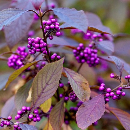 Kalikarps, bodinera "Profusion" /callicarpa bodinieri/ - C12 kont., 70-100cm.