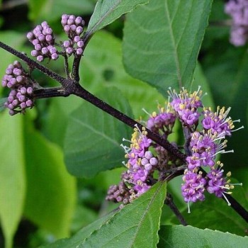 Kalikarps, bodinera "Profusion" /callicarpa bodinieri/ - C12 kont., 70-100cm.