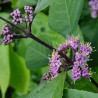 Kalikarps, bodinera "Profusion" /callicarpa bodinieri/ - C12 kont., 70-100cm.