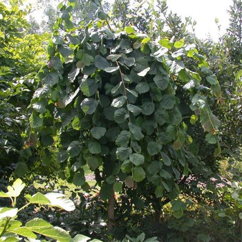 Lazda, parastā "Pendula"...