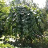 Lazda, parastā "Pendula" /corylus avellana/ - augstcelma - PA 120-140cm., C12 kont.