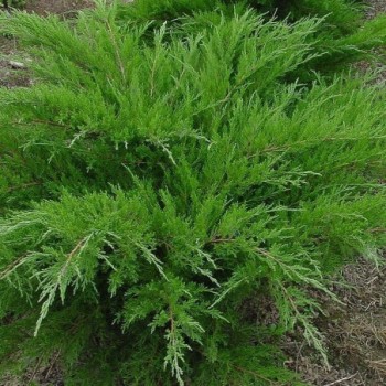 Ficera kadiķis ,,Mint Julep,,/Juniperus x pfitzeriana/- C5 kont.