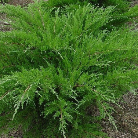 Ficera kadiķis ,,Mint Julep,,/Juniperus x pfitzeriana/- C5 kont.