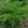 Ficera kadiķis ,,Mint Julep,,/Juniperus x pfitzeriana/- C5 kont.