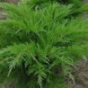 Ficera kadiķis ,,Mint Julep,,/Juniperus x pfitzeriana/- C5 kont.