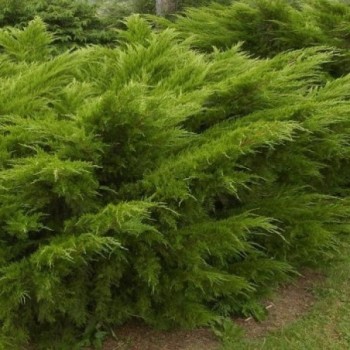 Ficera kadiķis ,,Mint Julep,,/Juniperus x pfitzeriana/- C5 kont.