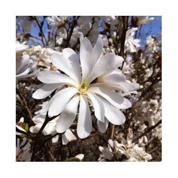 Magnolija, zvaigžņu 'Waterlily' /Magnolia x stellata/ - C7.5 kont., 145-155cm.