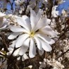 Magnolija 'Waterlily' /Magnolia x stellata/ - C7.5 kont., 145-155cm.