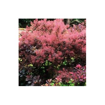 Parūkkoks ,,Magical Red Fountain,, /Cotinus coggygria/ - C5 kont.