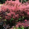 Parūkkoks ,,Magical Red Fountain,, /Cotinus coggygria/ - C5 kont.