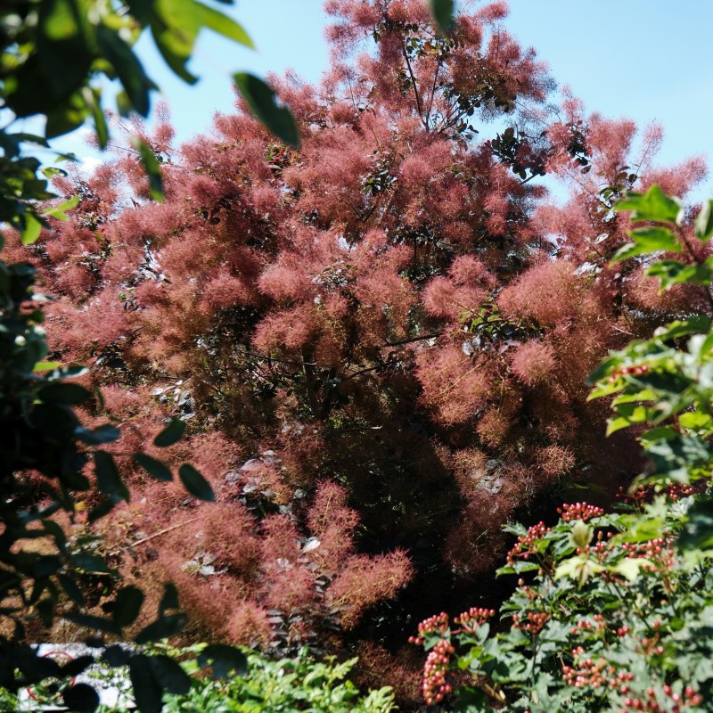 Parūkkoks ,,Magical Red Fountain,, /Cotinus coggygria/ - C5 kont.