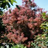 Parūkkoks ,,Magical Red Fountain,, /Cotinus coggygria/ - C5 kont.