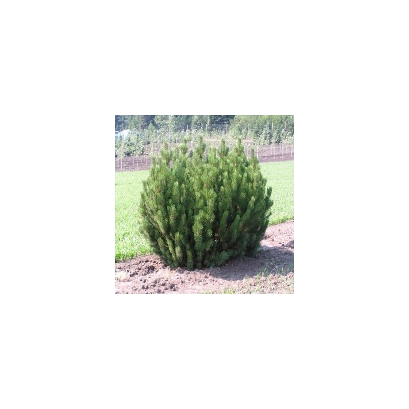 Priede, kalnu 'Pumilio'/Pinus mugo/ - C30 kont., 50-60cmcm.