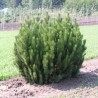 Priede, kalnu 'Pumilio'/Pinus mugo/ - C30 kont., 50-60cmcm.